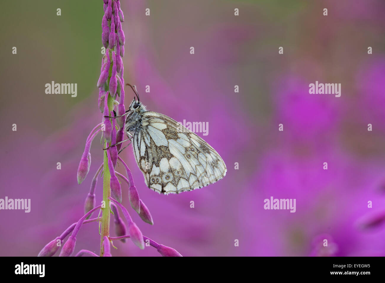 Schachbrettfalter ruht auf Rose Bay Willow herb Stockfoto