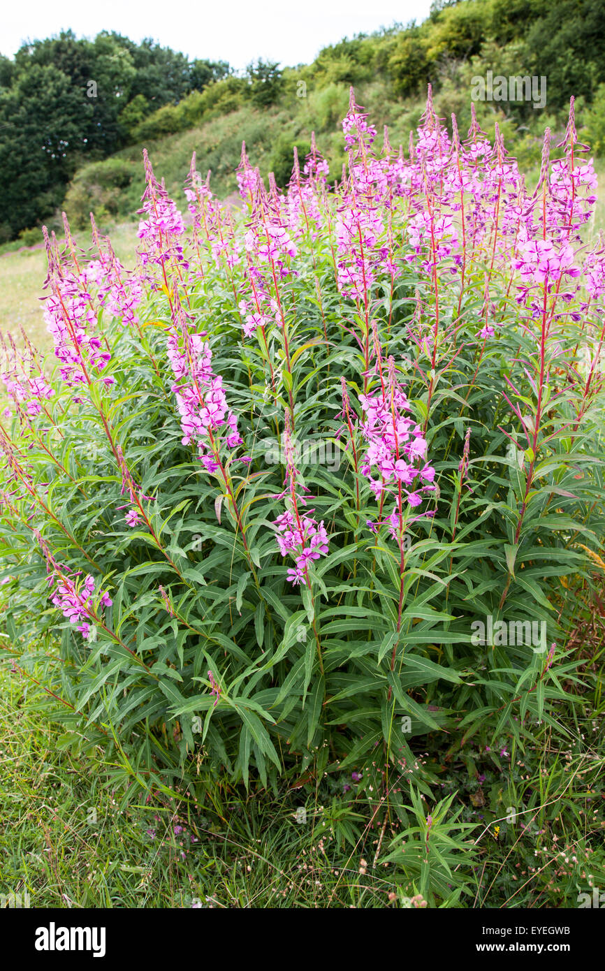 Rose Bay Willow Herb Epilobium angustifolium Stockfoto