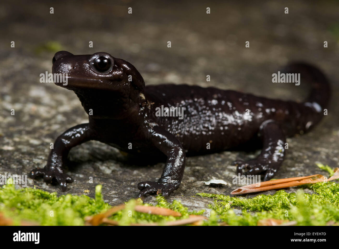 Europäischer schwarzer salamander Fotos und Bildmaterial in hoher