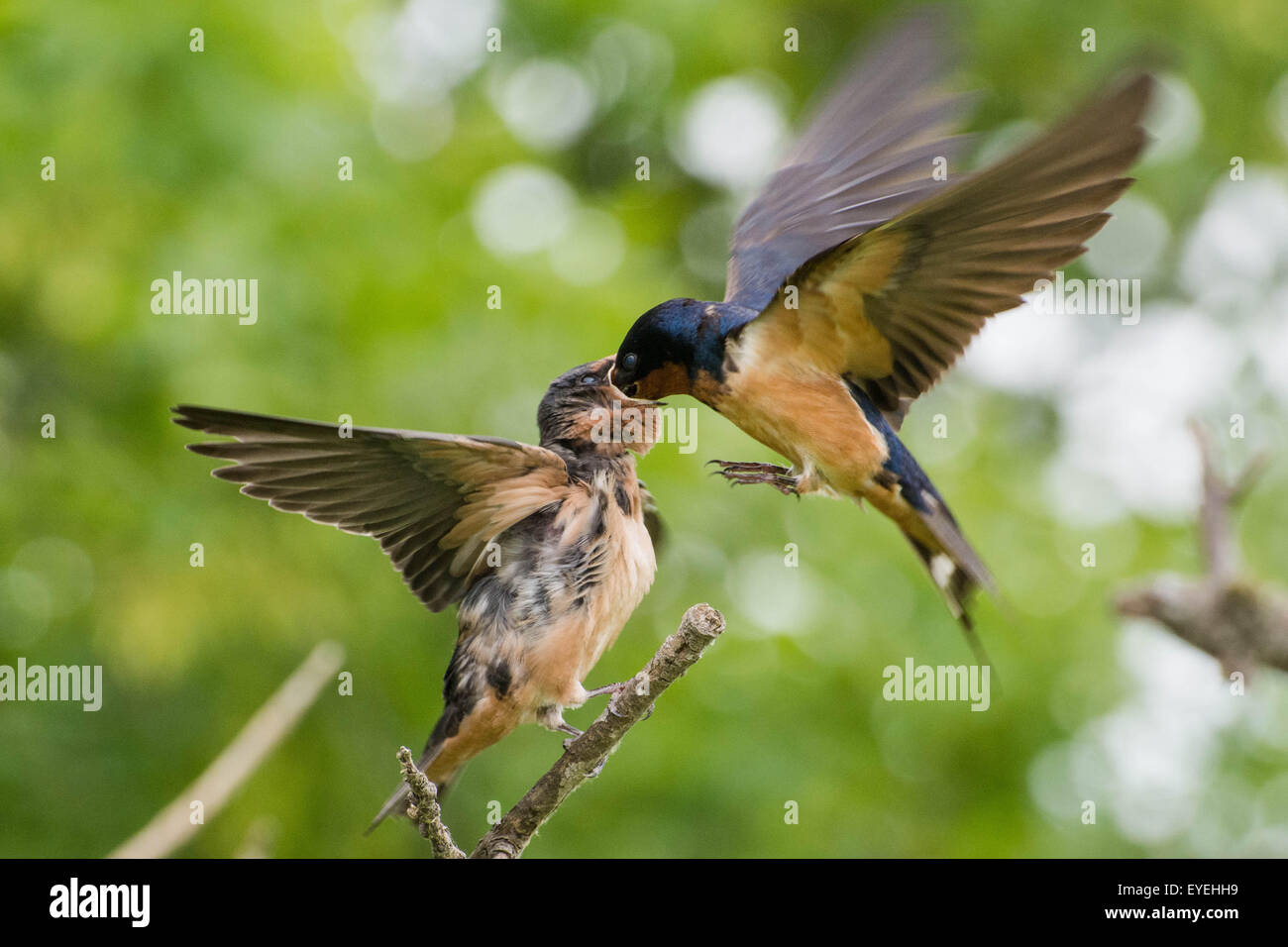 Eine Rauchschwalbe (Hirundo Rustica) fliegt und speist ein Küken. Stockfoto