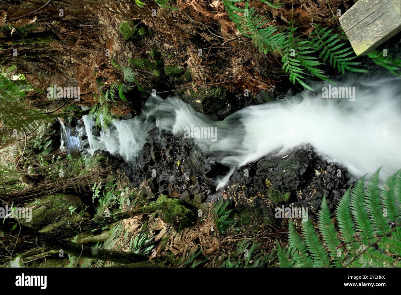 Wairere fällt bei Te Wairoa, Rotorua, Neuseeland Stockfoto