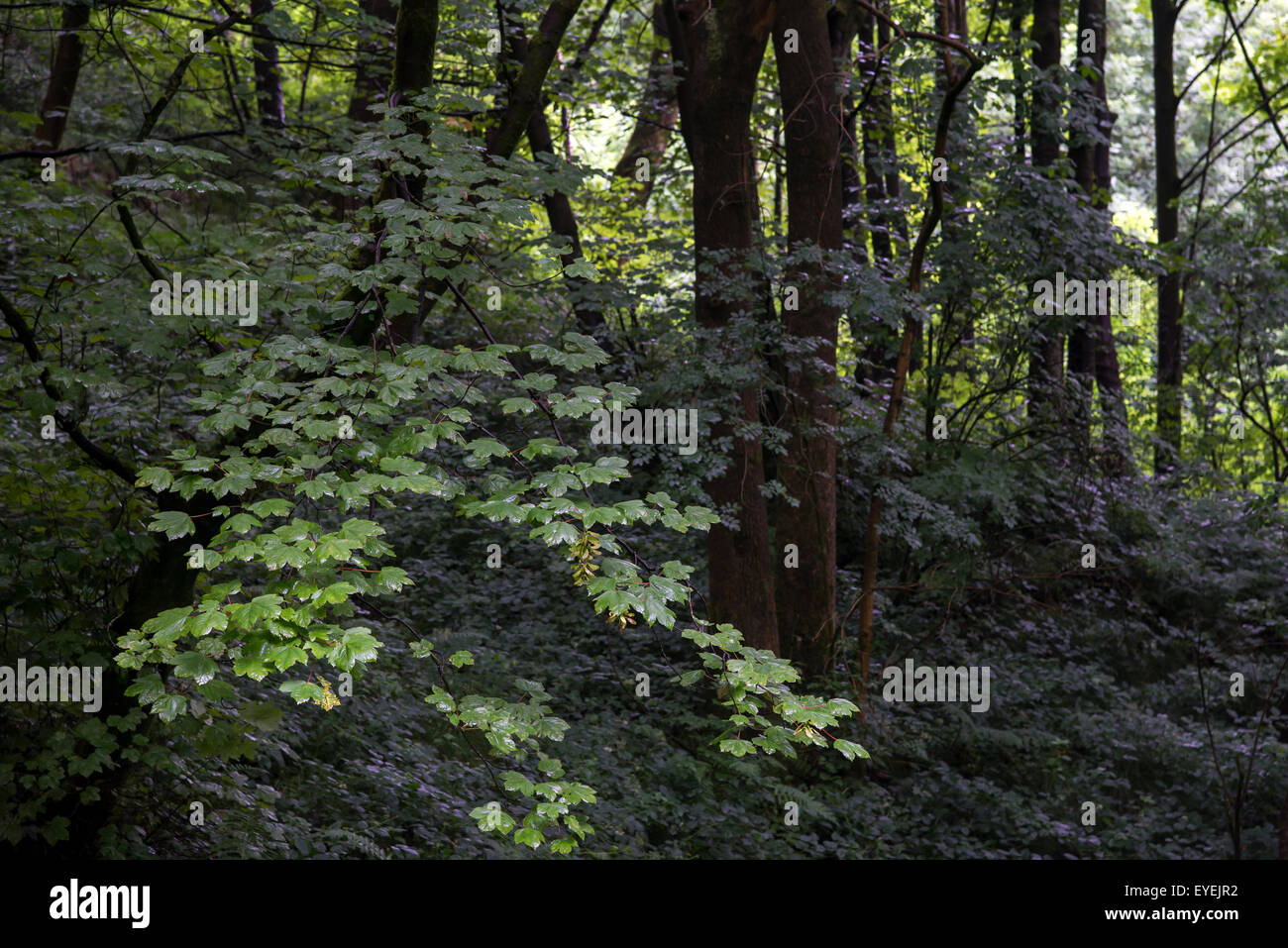 Viel Grün in einem englischen Waldgebiet im Sommer. Platanen und Gestrüpp. Stockfoto