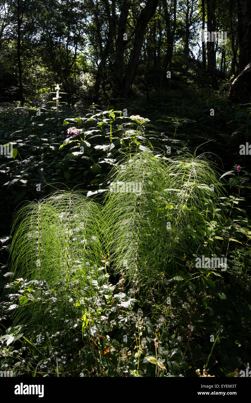 Pferd-Tail in einer englischen Wald wachsen. Starken Kontrast der Beleuchtung. Stockfoto