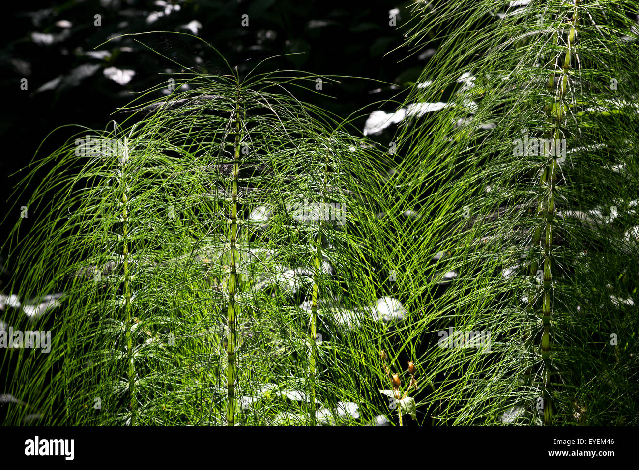 Pferd-Tail in einer englischen Wald wachsen. Starken Kontrast der Beleuchtung. Stockfoto