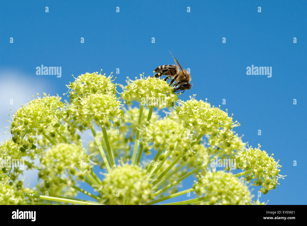 Engelwurz; Angelica; Archangelica; Bienenökologie Stockfoto