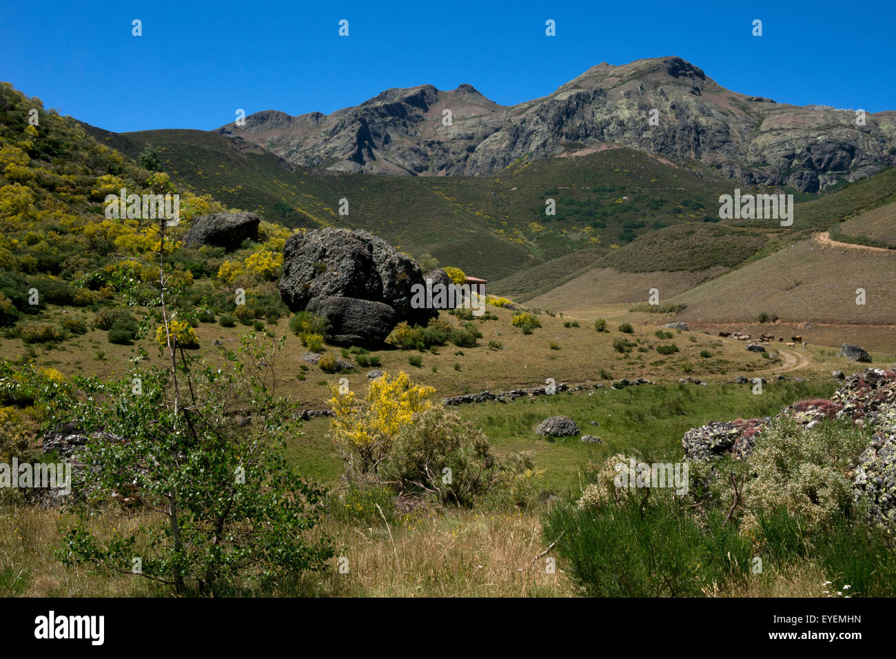 Hügel und Ebenen der Picos de Europa, Asturien, Nordspanien Stockfoto