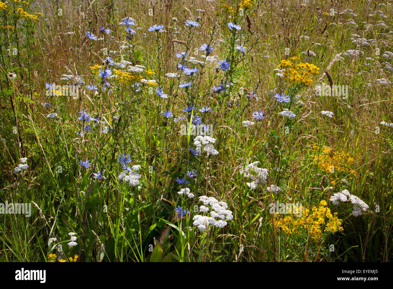 Wilde Blumen Stockfoto