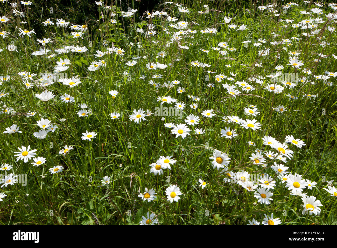 Wilde Blumen Stockfoto