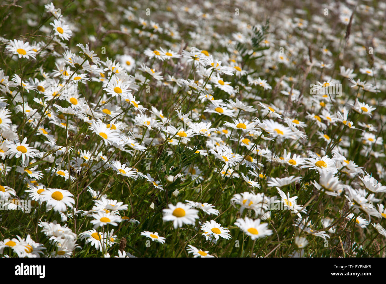 Wilden Ochsen-Auge Gänseblümchen Stockfoto