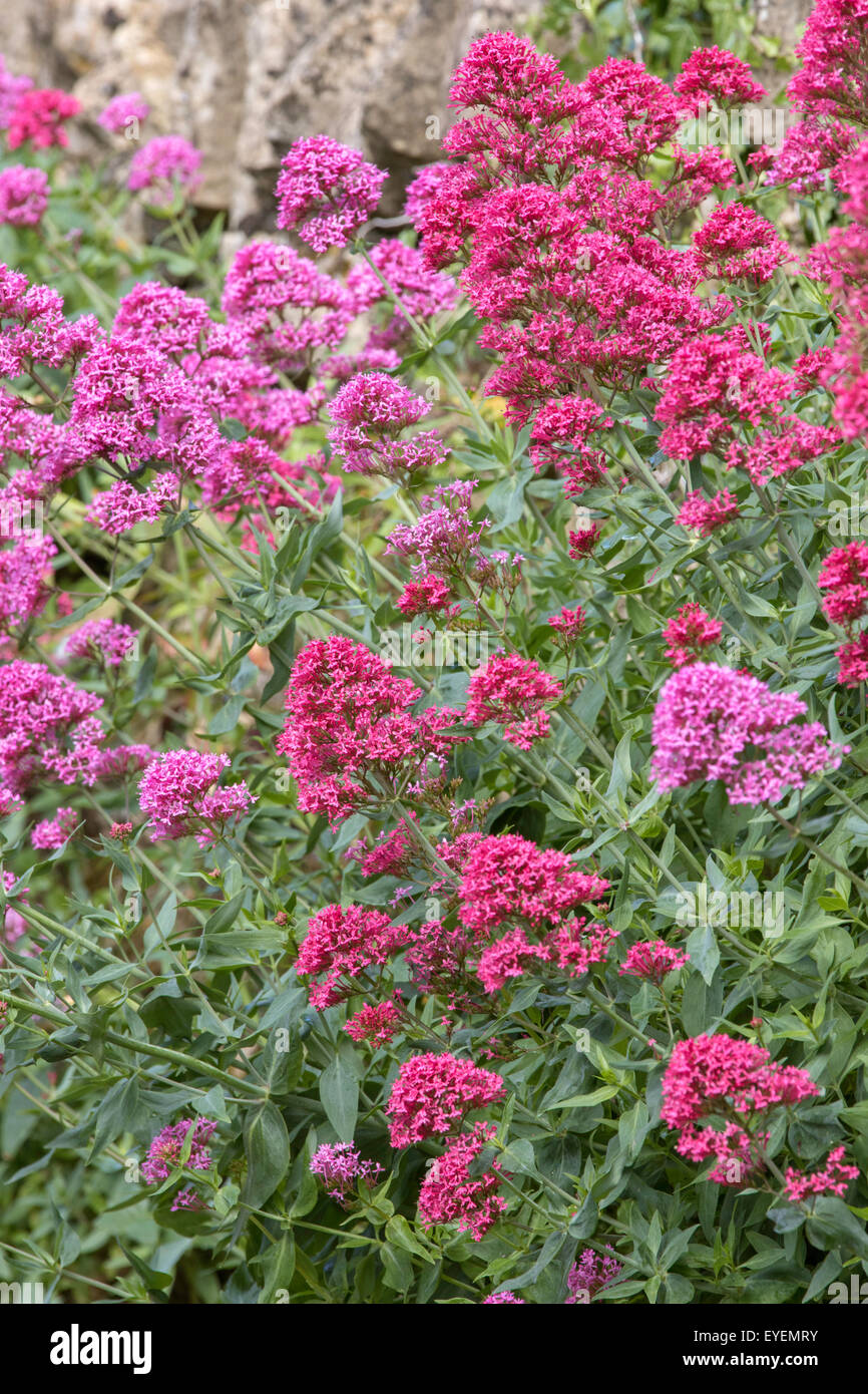 Roter Baldrian 'Centranthus Ruber' Stockfoto