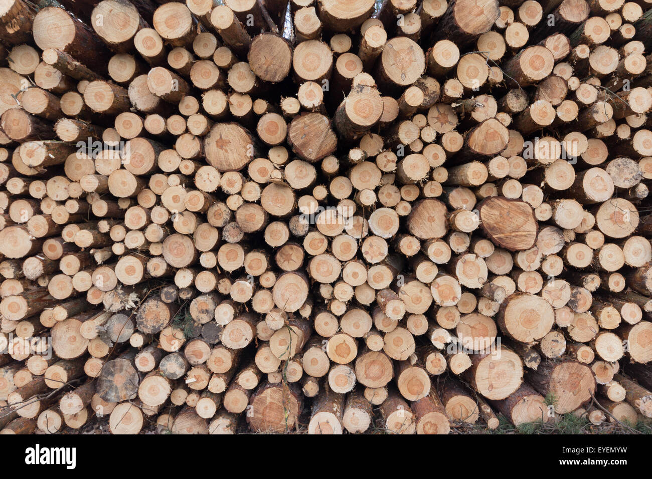 Baumstämmen - gestapelten Bäume Stockfoto