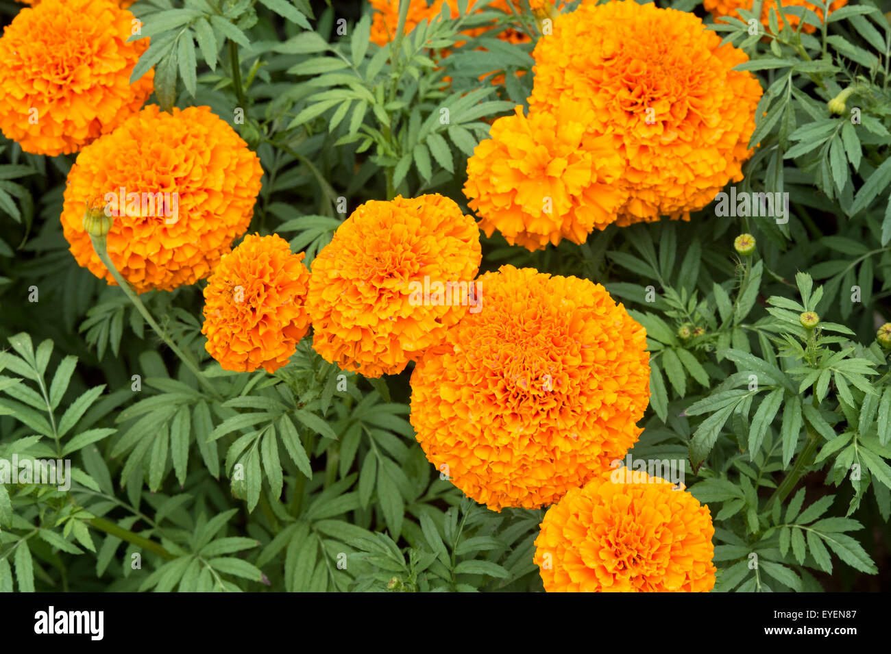 Tagetes Erecta. Ringelblume American Girlande Orange Blumen Stockfoto
