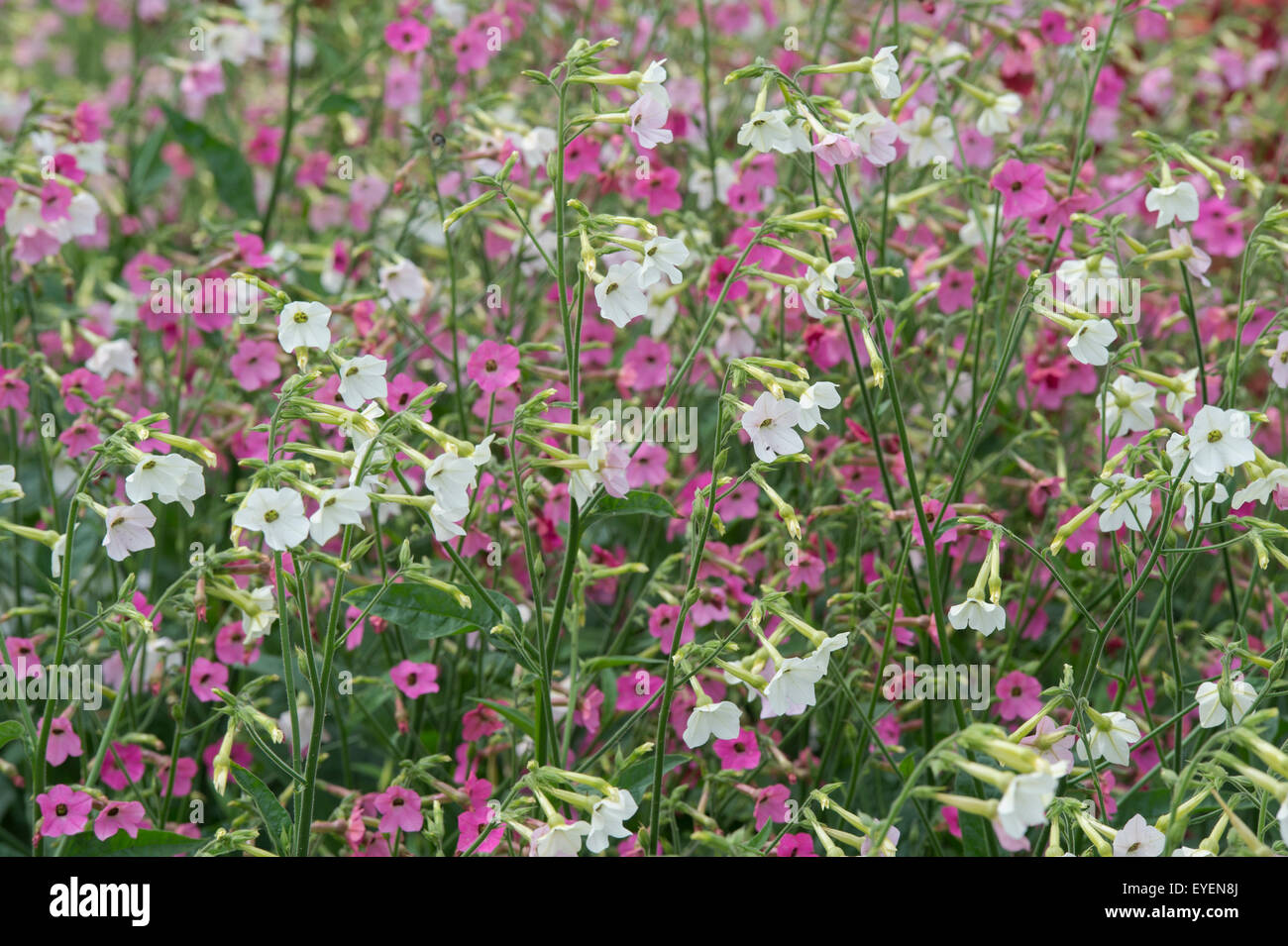 Nicotiana Alata "Whisper-Mix". Tabak Pflanze blüht Stockfoto