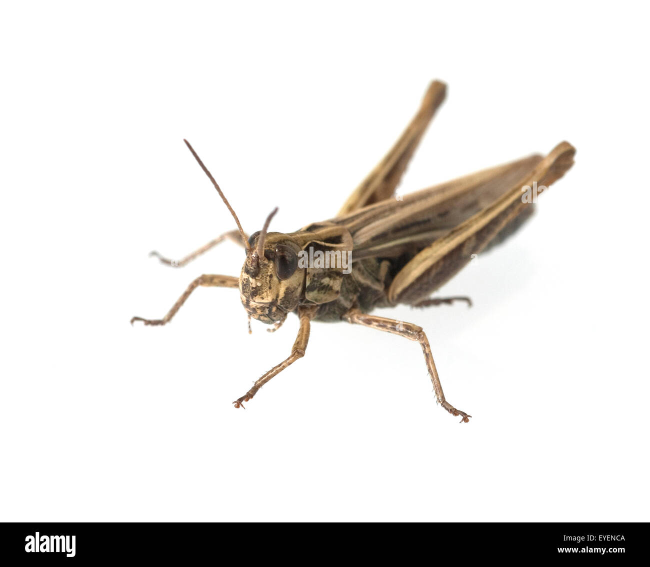 Feldheuschrecke, Feldheuschrecken Stockfoto