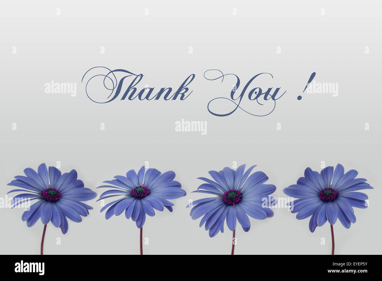 handschriftliche danke Auto mit Blumen, blau Stockfoto