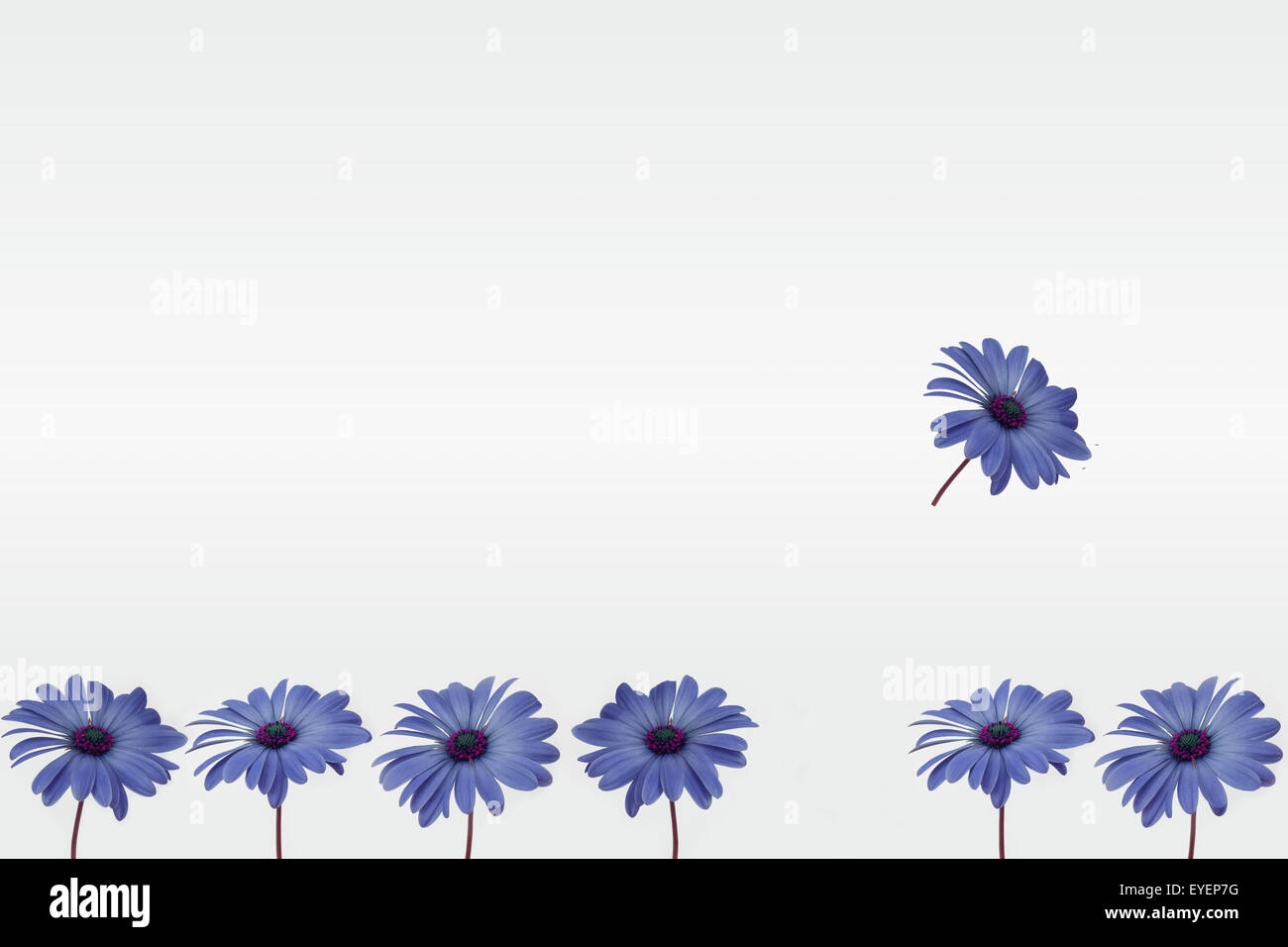 blaue Blumen isoliert in einer Reihe angeordnet Stockfoto