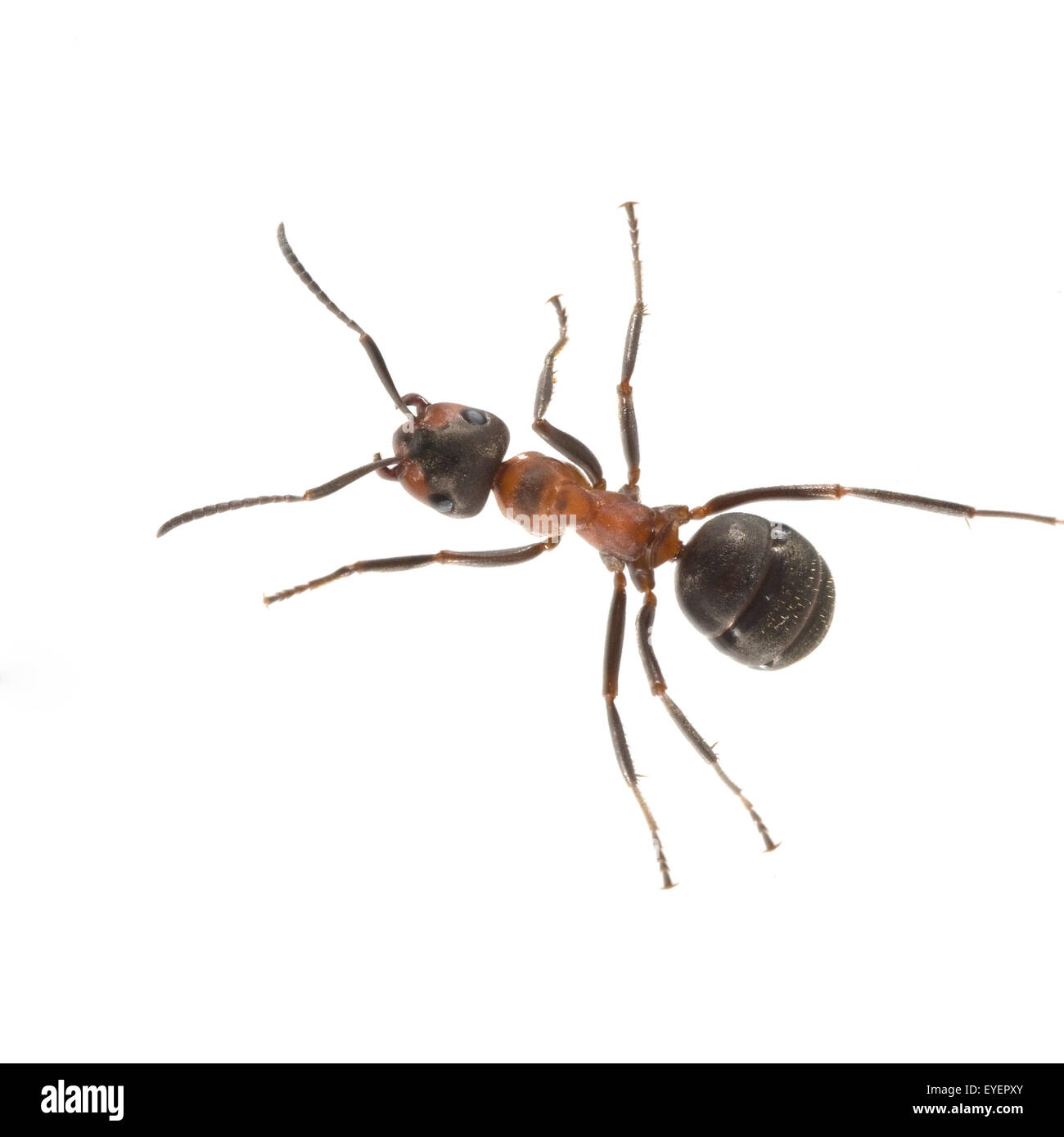 Rote Waldameise, Stockfoto