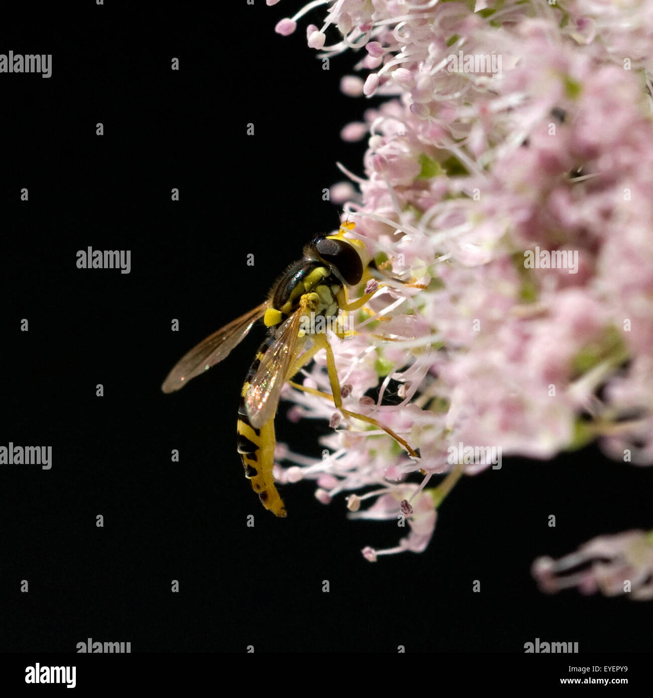 Schwebfliege Stockfoto