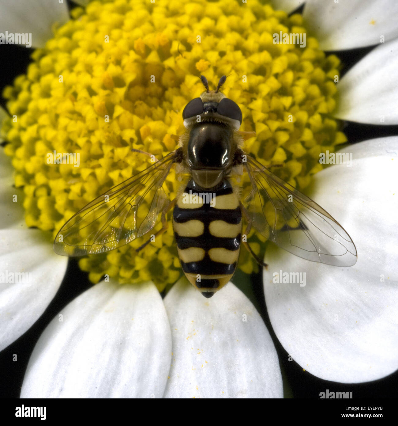 Schwebfliege Stockfoto