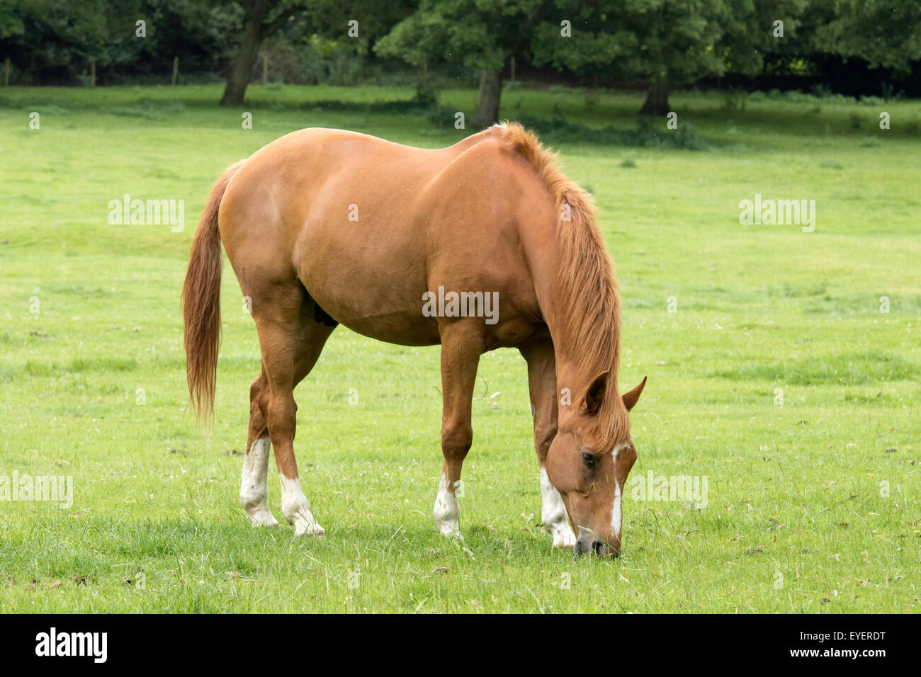 Chestnut horse -Fotos und -Bildmaterial in hoher Auflösung – Alamy