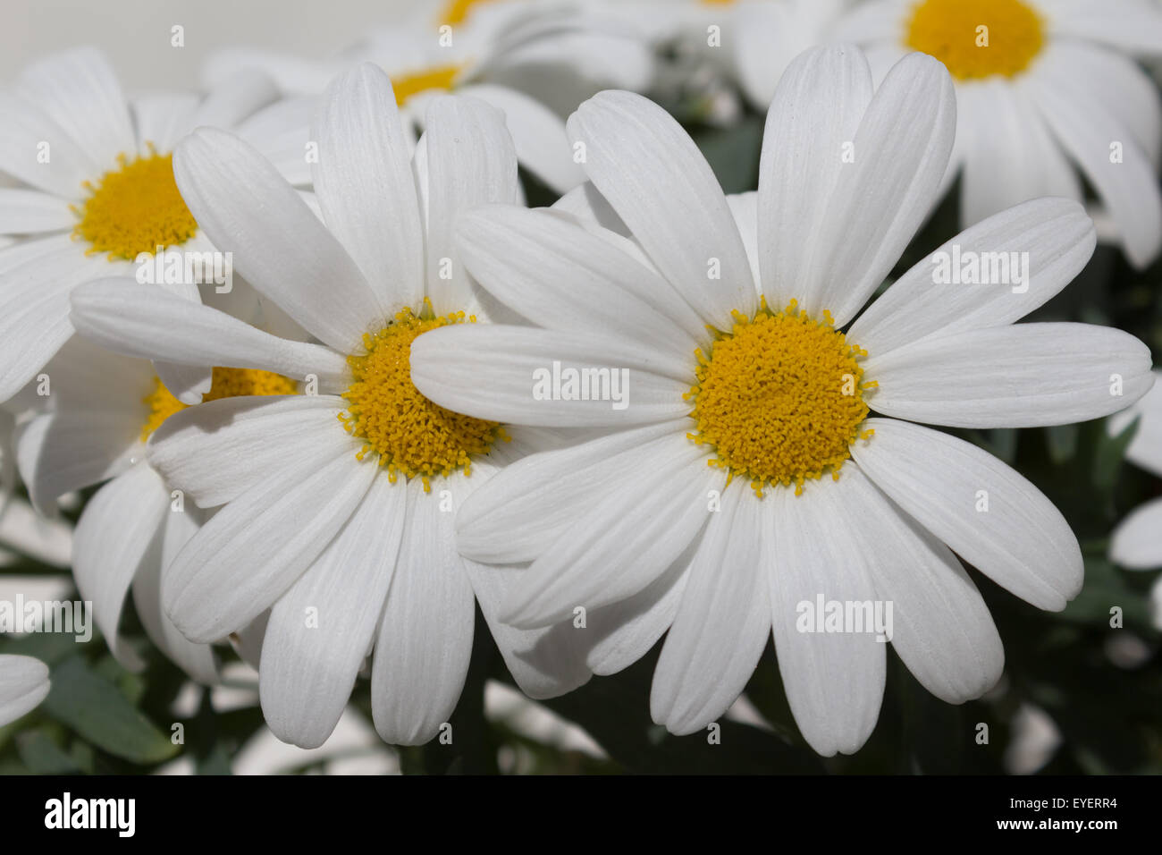 Blumen-Gänseblümchen hautnah - weiße Margeriten Blumen / Kamille Stockfoto