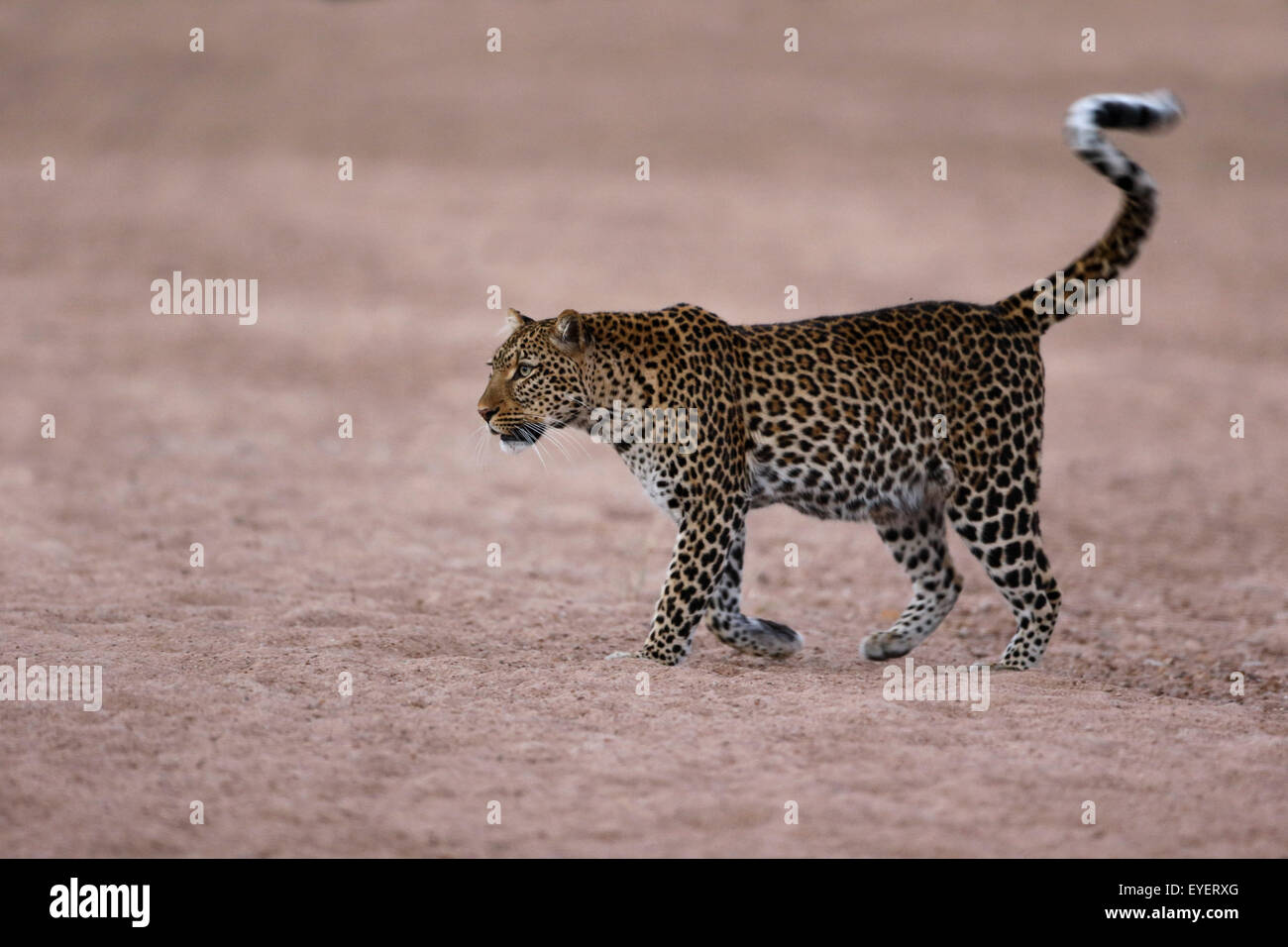 Ein weiblicher Eopard, der ein trockenes und sandig gebettes Flussbett überquert, South Luangwa Nationalpark, Sambia. Stockfoto