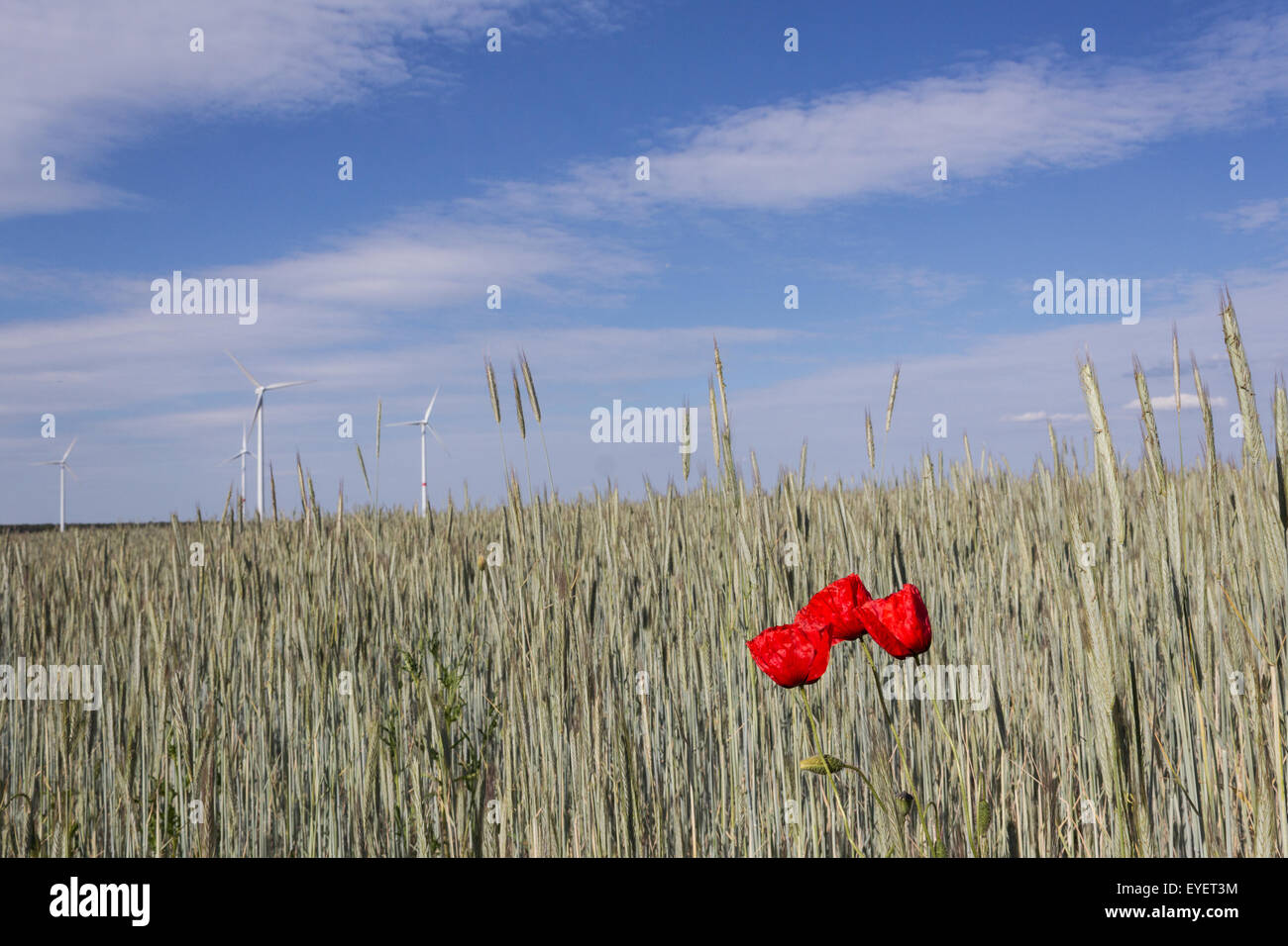 rote Mohnblumen. rote Mohnblume in Weizen Feld Landschaft Stockfoto