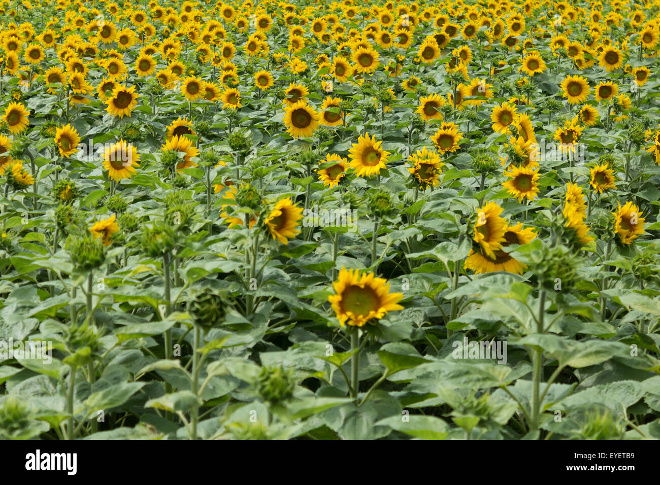 Sonnenblumen - Sonnenblume-Feld Stockfoto