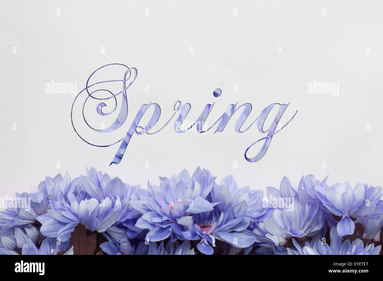 Frühling Blumen - handgeschriebenen Text und Blumendekoration Stockfoto