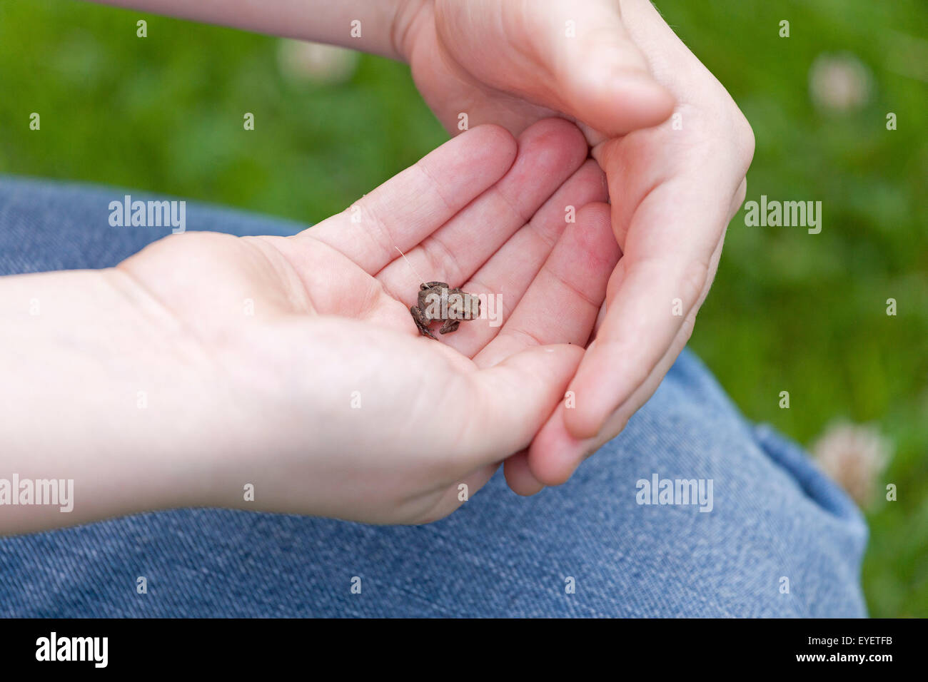 kleine Kröte in der Hand einer Frau Stockfoto