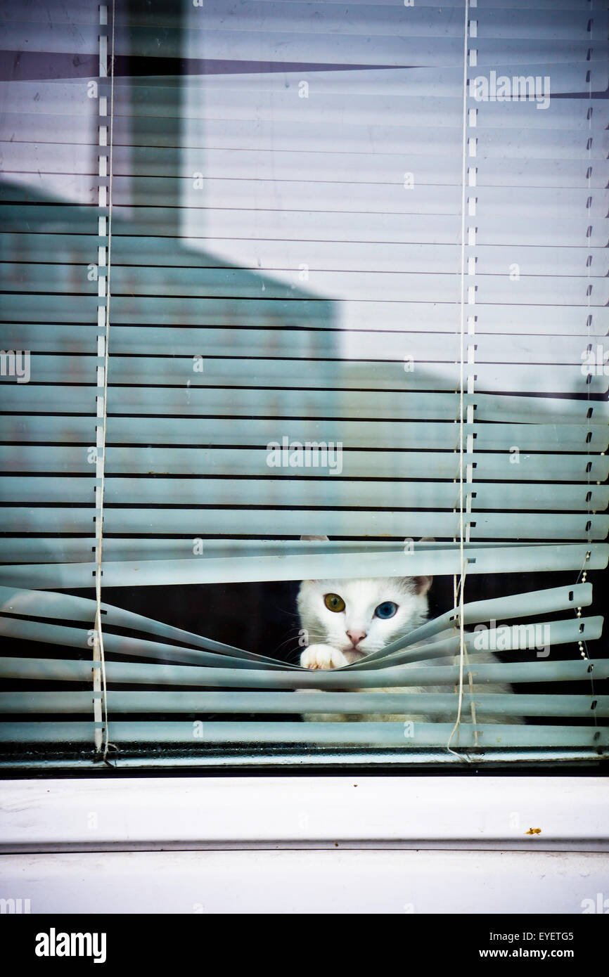 weiße Katze mit Heterochromia, spähen hinter einem Fenster Schatten Stockfoto