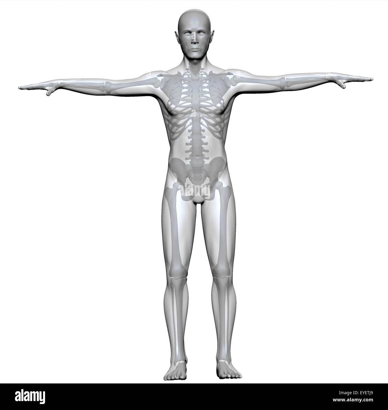 Frontansicht Röntgen einen menschlichen Körper und Skelett Stockfoto