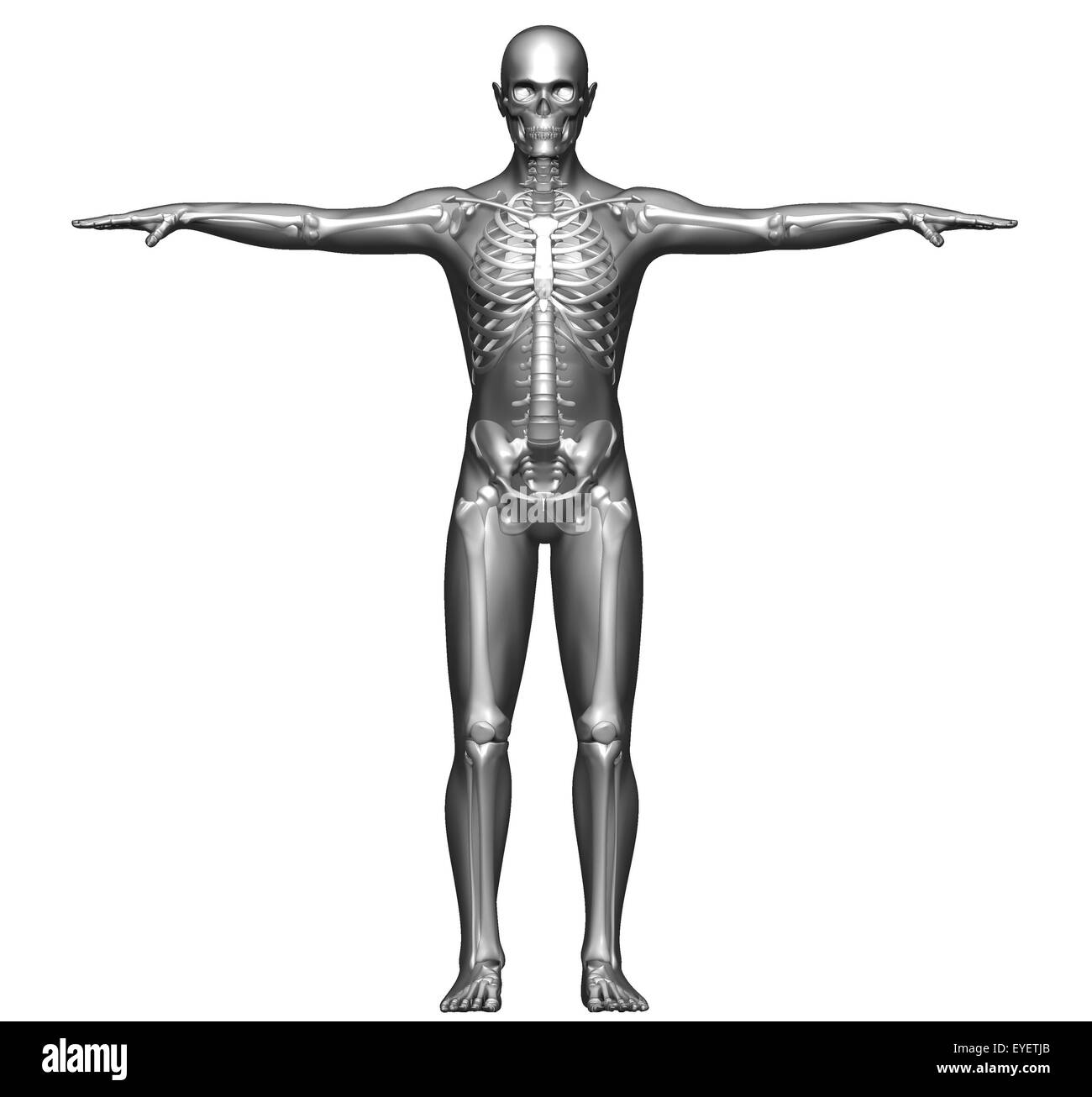 Frontansicht Röntgen einen menschlichen Körper und Skelett Stockfoto