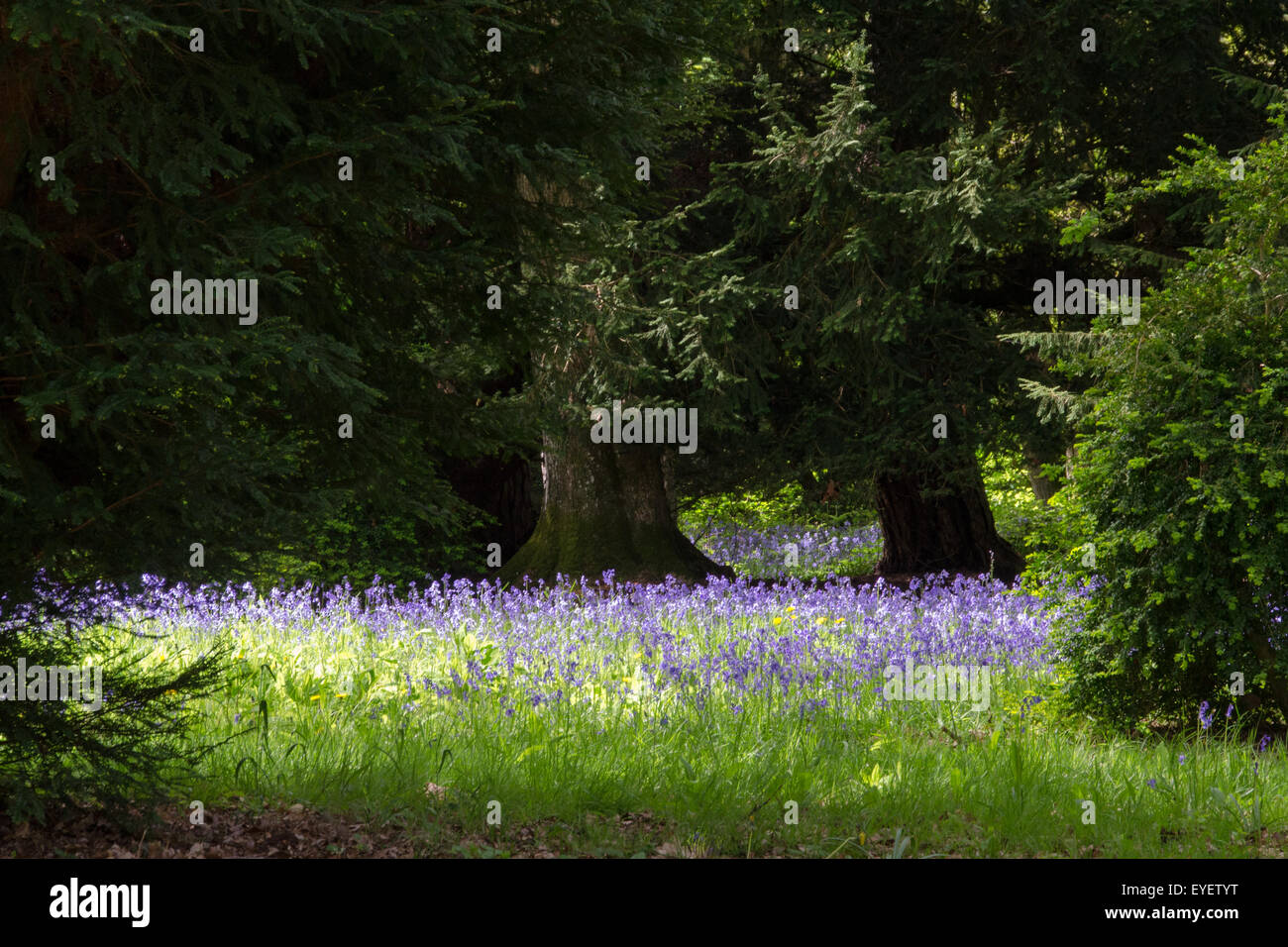Bluebell Teppich (Hyacinthoides non-Scripta) im Wald, Gloucestershire Stockfoto
