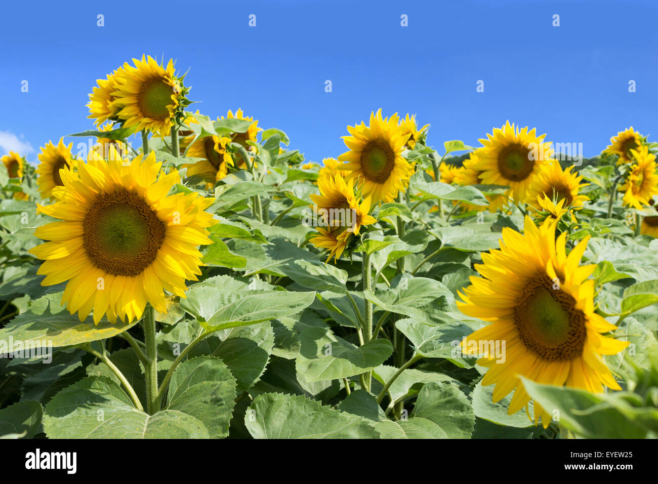Sonnenblumenfeld, Sonnenblumen und blauer Himmel Stockfoto