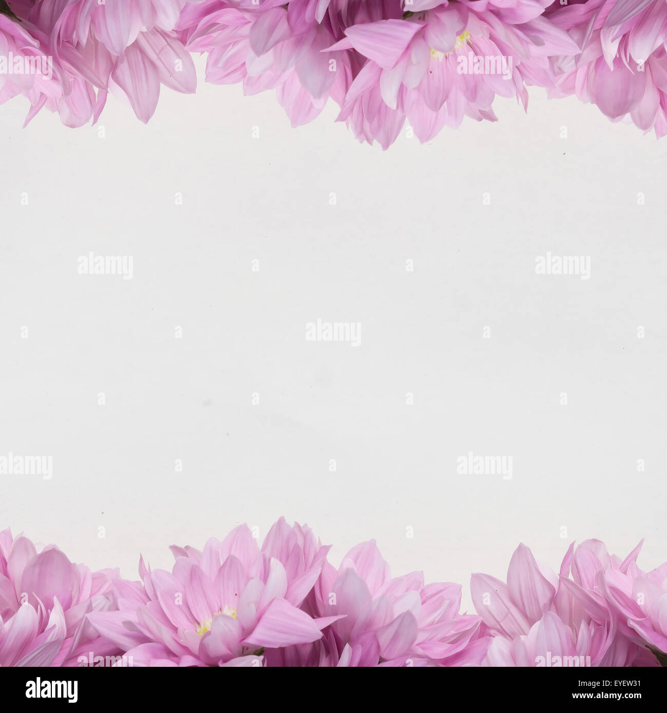 Frame Blumendekoration auf weißem Hintergrund Stockfoto