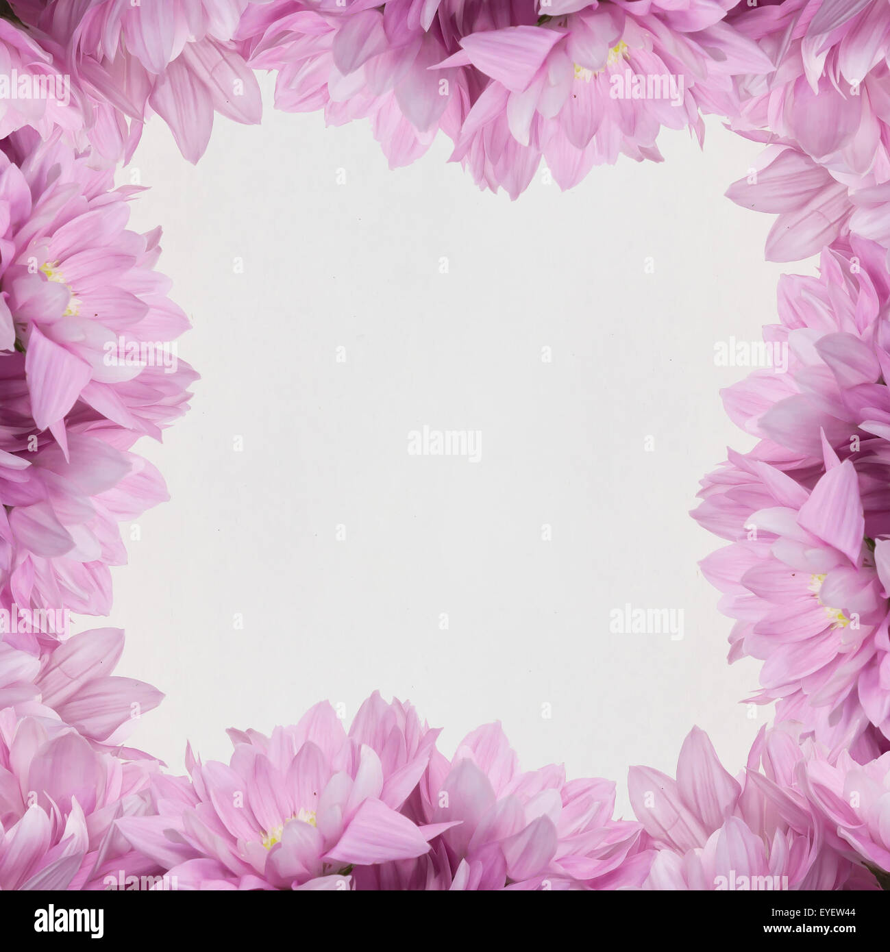 Frame Blumendekoration auf weißem Hintergrund Stockfoto