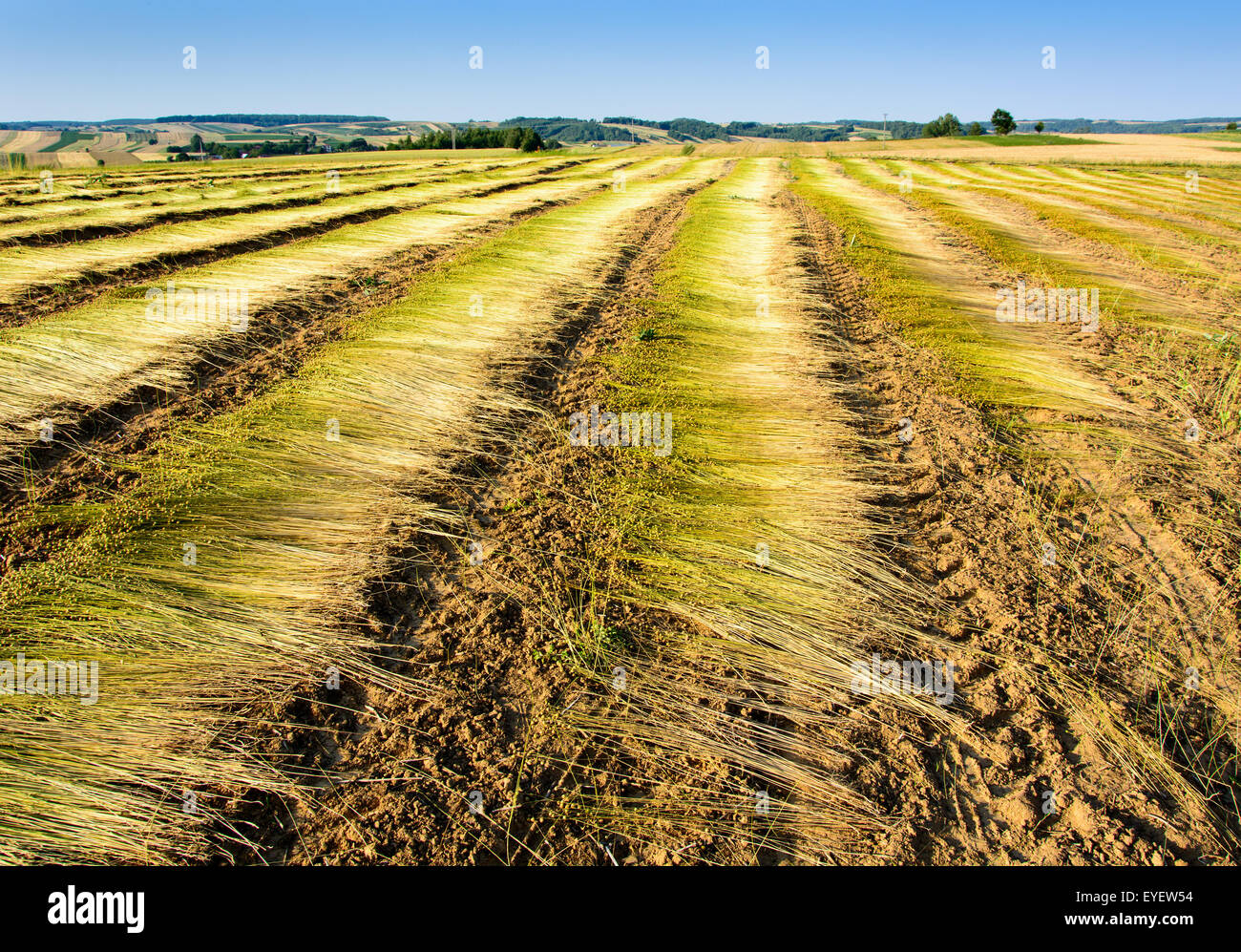 Flachs-Feld bei der Ernte im Juli in Polen Stockfoto