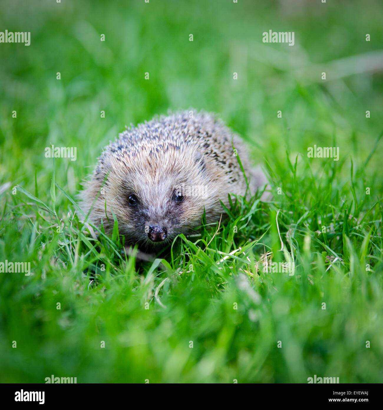 Britische Igel (Erinaceus Europaeus) zu Fuß durch Rasen Stockfoto