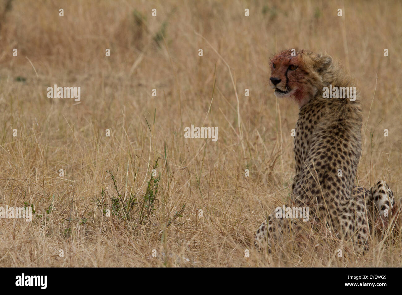 Männliche Geparden mit Blut auf seinem Kopf. Stockfoto
