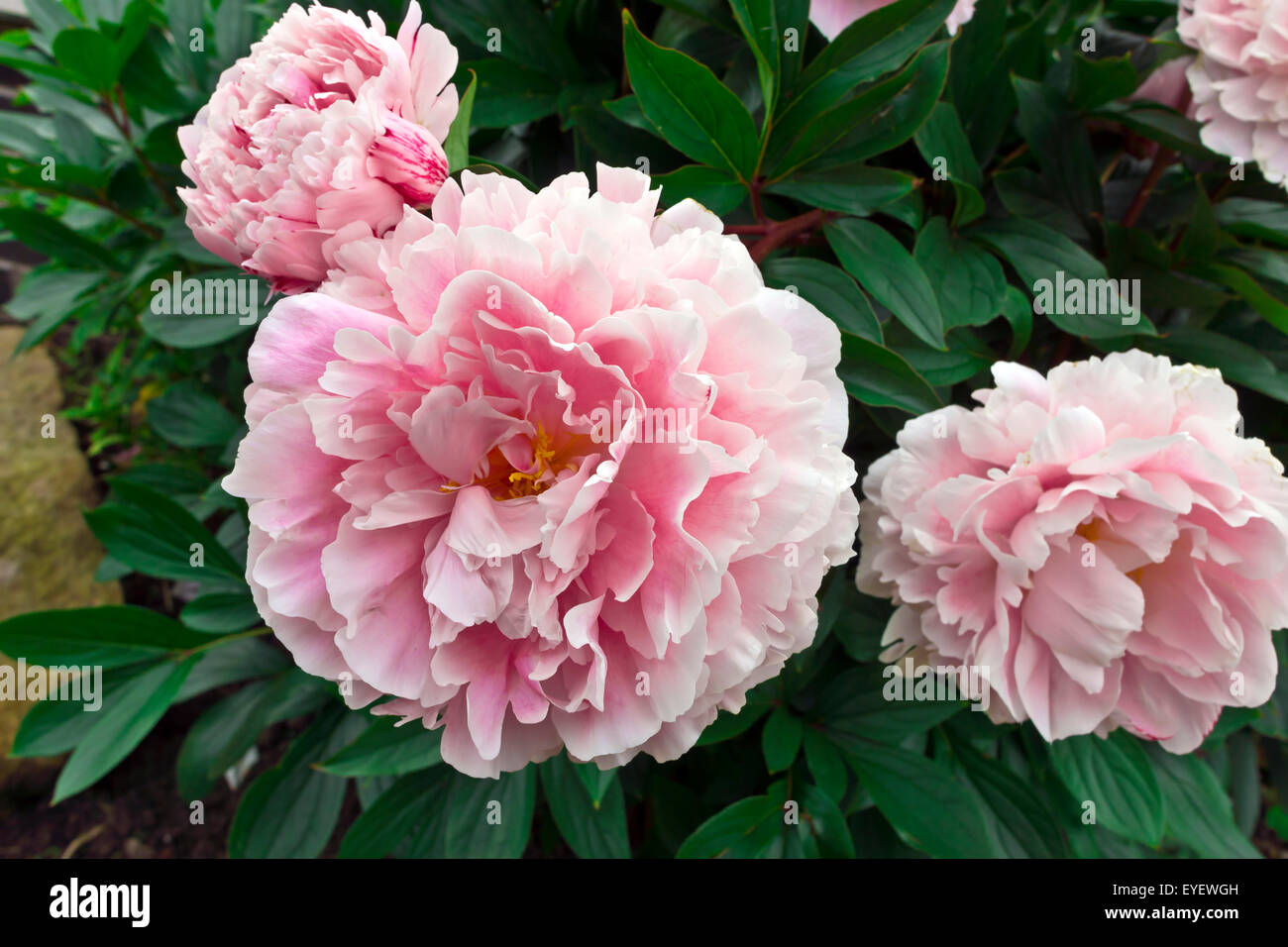 Große rosa Pfingstrose blühende Pflanze in einem Garten. Stockfoto