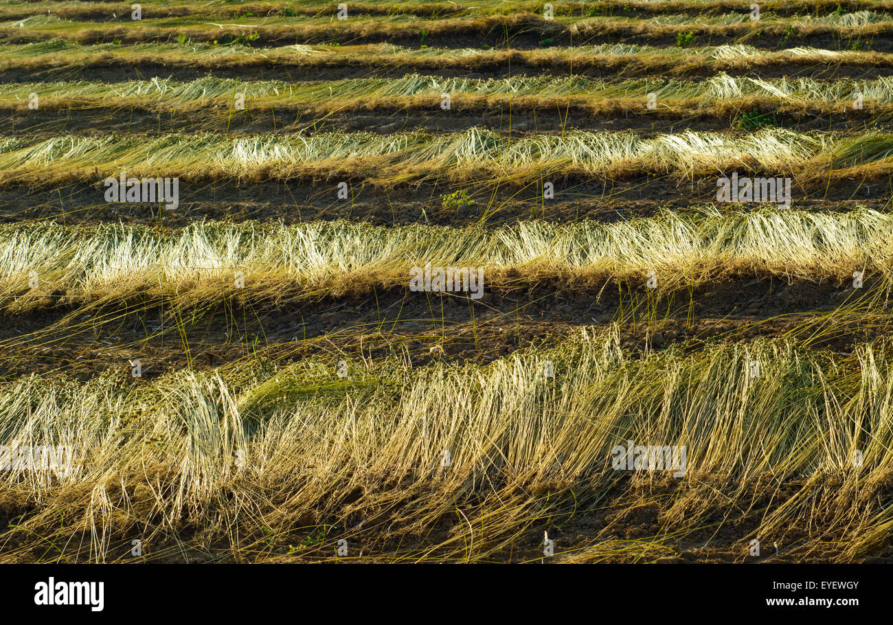 Flachs-Feld bei der Ernte im Juli in Polen Stockfoto