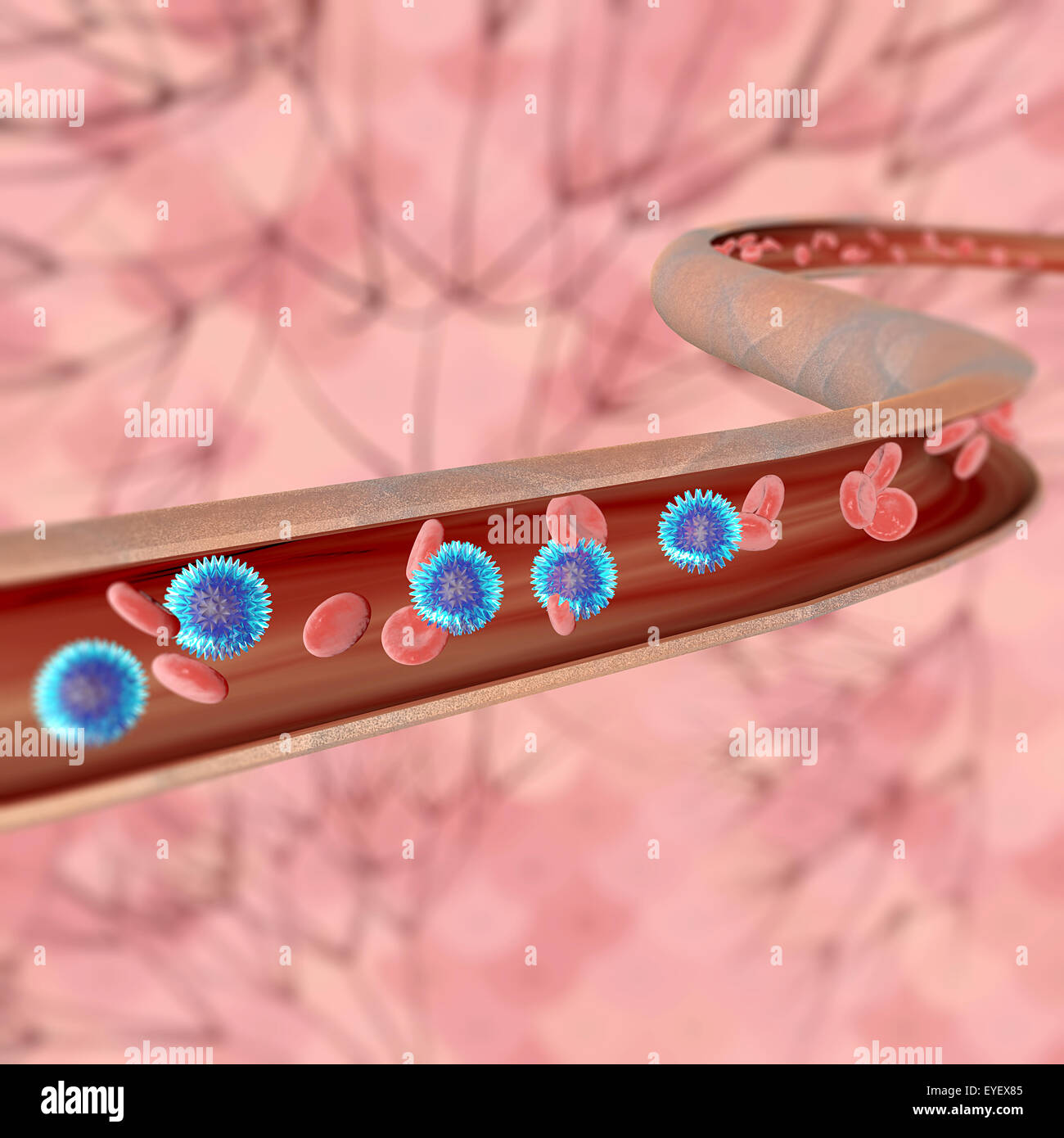 Blut Vene mit Blutzellen Stockfoto