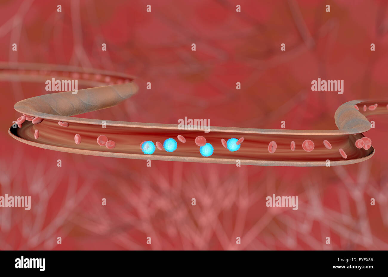 Blut Vene mit Blutzellen Stockfoto
