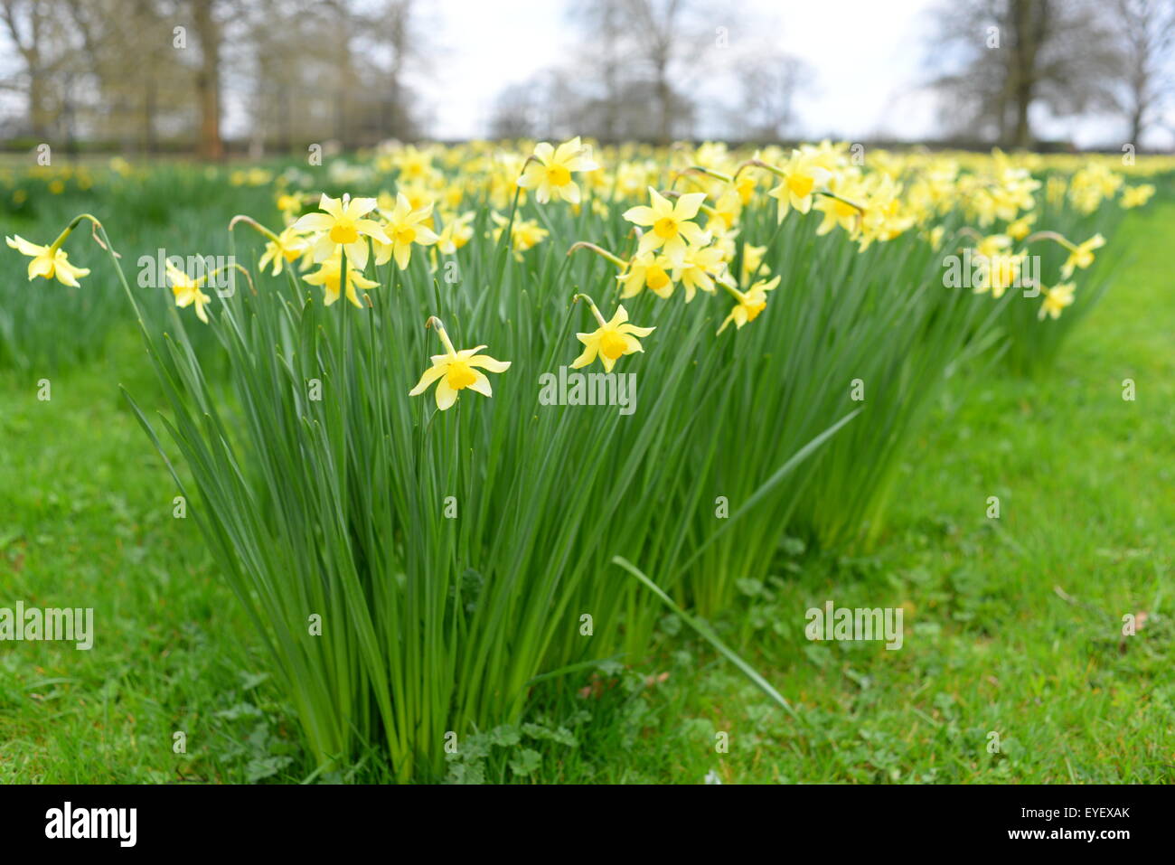 Gardening in april uk Fotos und Bildmaterial in hoher Auflösung Alamy