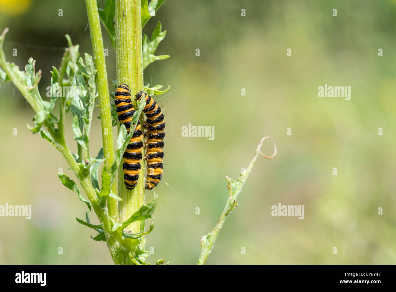 Ein paar von Zinnober Raupen auf Kreuzkraut, ihre Futterpflanze Stockfoto