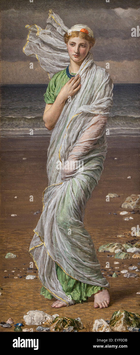 Seashell 01.08.2014 - Sammlung des 19. Jahrhunderts Stockfoto