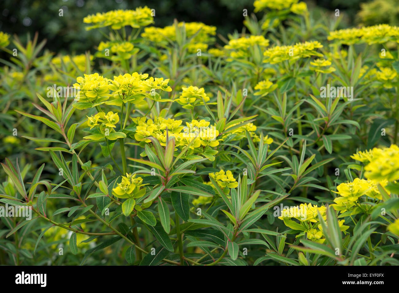 Euphorbia Sikkimensis. Hoch Sommer blühende Staude mit gelben Blumen und buschigen Laub. Stockfoto