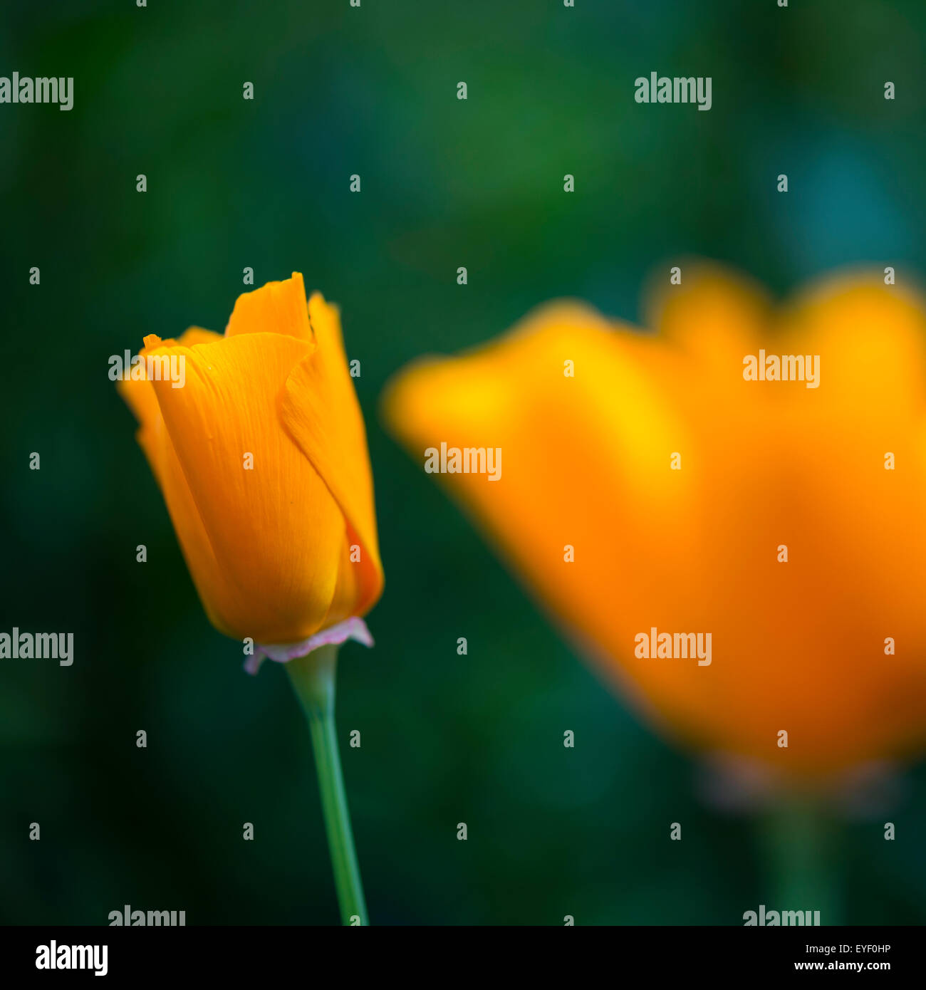 Abstraktes Bild von einer orange Blütenknospe eine kalifornische Mohn (Escholtzia) mit weichen grünen Hintergrund. Stockfoto