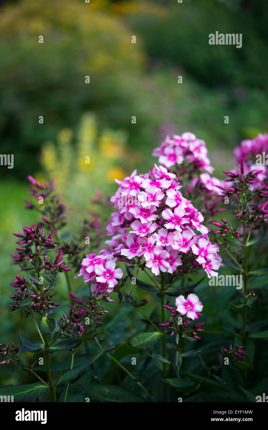 Phlox Paniculata "Miss Elie". Eine wunderschöne tiefrosa Blüte Phlox im Sommergarten. Stockfoto